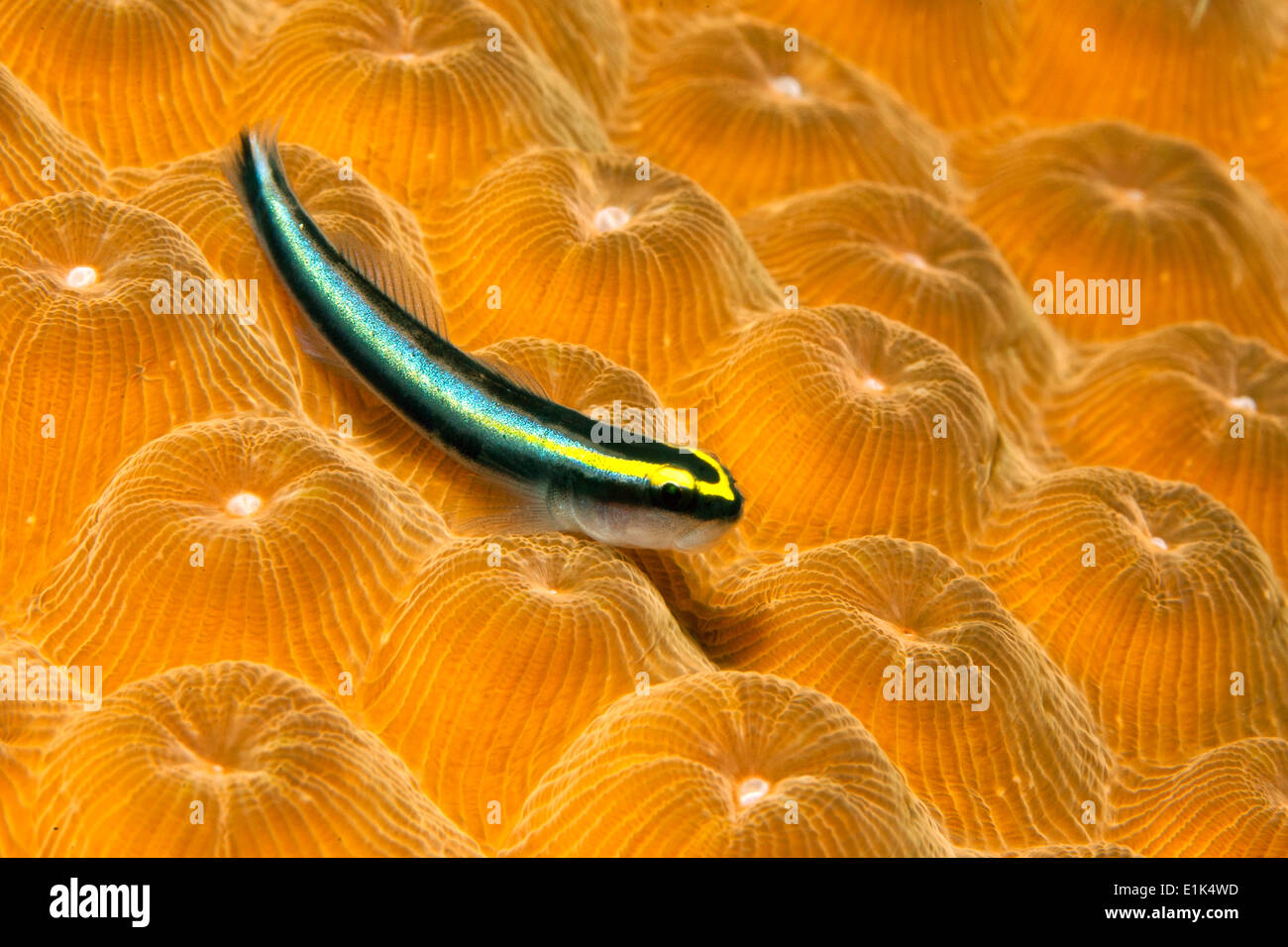 Caribbean, Antilles, Curacao, Westpunt, Cleaning Goby, Gobiosoma genie Stock Photo