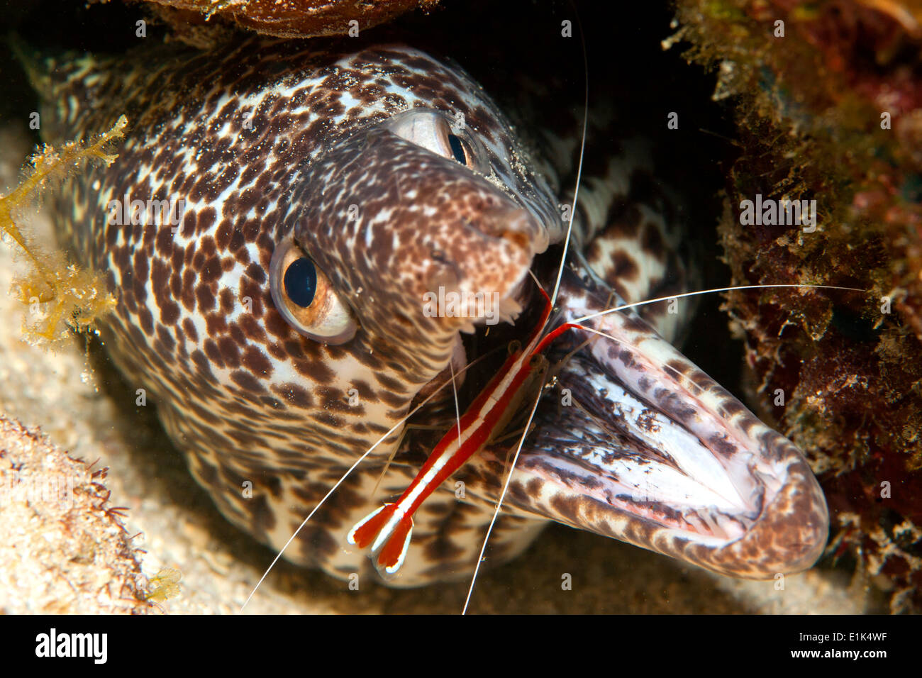 Caribbean, Curacao, Laced moray, Gymnothorax favagineus, and Cleaner shrimp, Lysmata grabhami Stock Photo