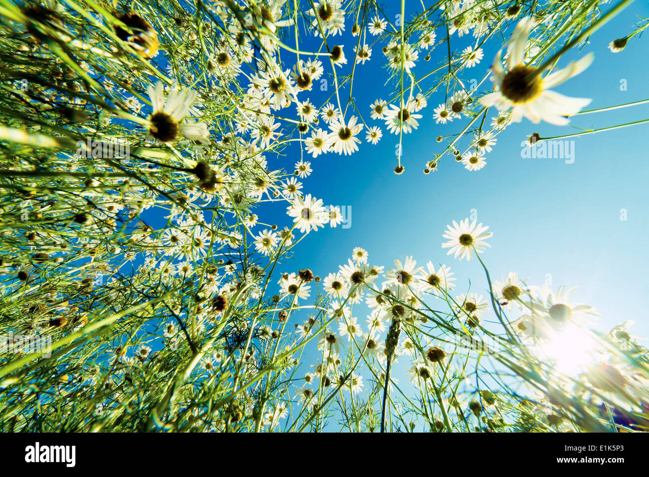 Camomile flowers against a clear blue sky low angle view. Stock Photo
