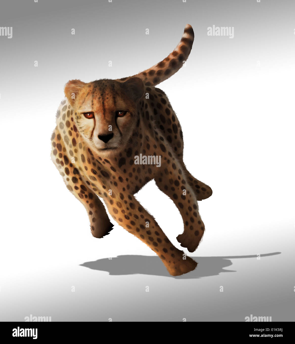 Artwork of a sprinting cheetah (Acinonyx jubatus) Cheetahs hunt