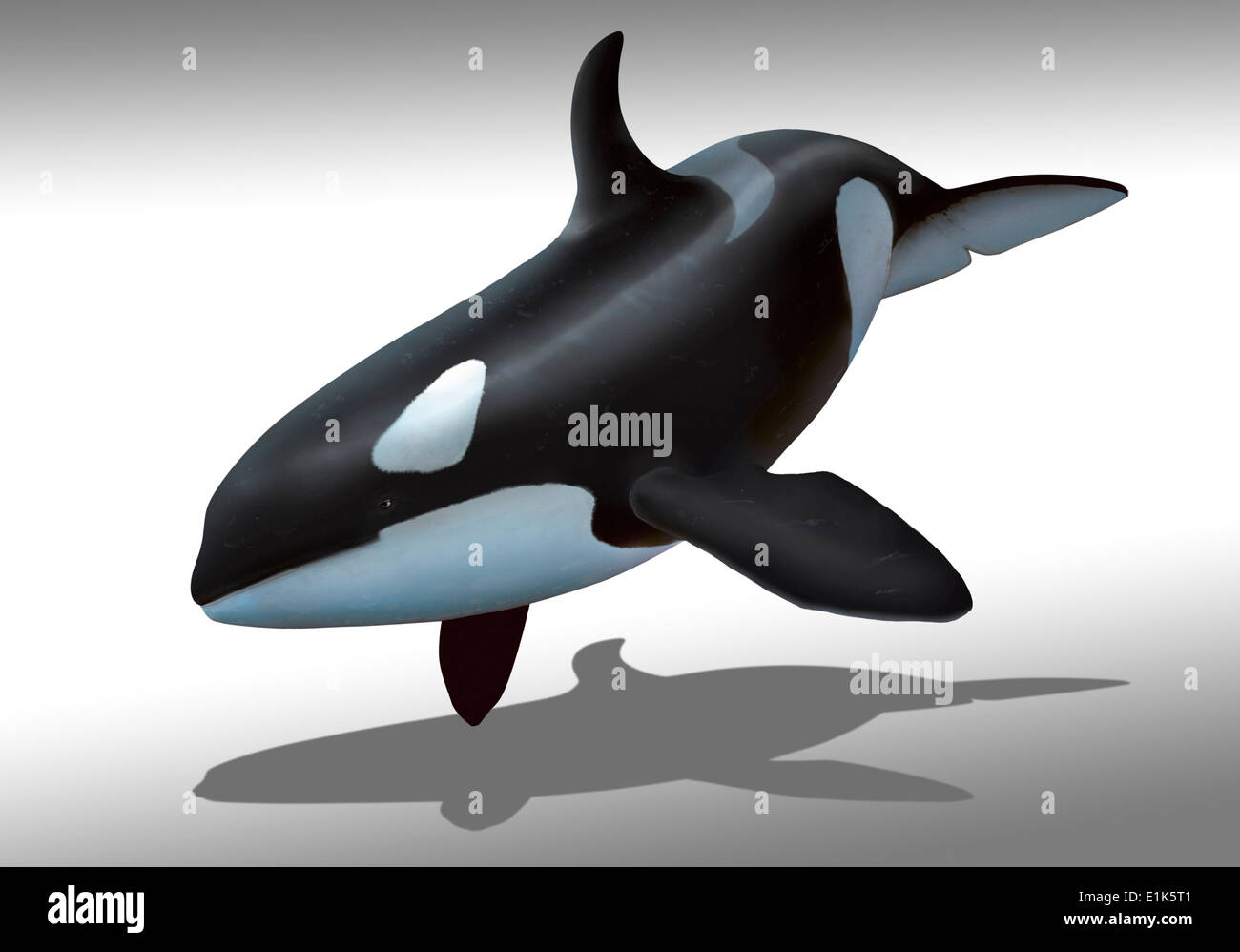 Computer artwork of a female killer whale or orca (Orcinus orca) Orcas are large predatory dolphins that are found all over the Stock Photo