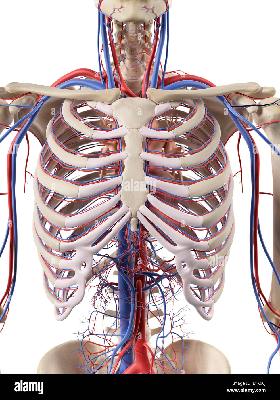 Human Blood Vessels In The Thorax Computer Artwork Stock Photo Alamy