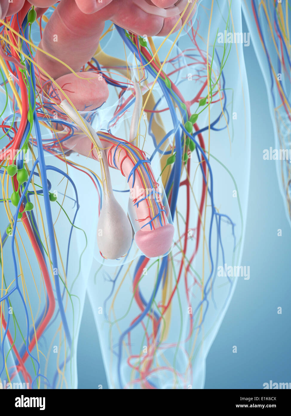 Human Penis Computer Artwork Stock Photo Alamy human-penis-computer-artwork-stock-photo-alamy
