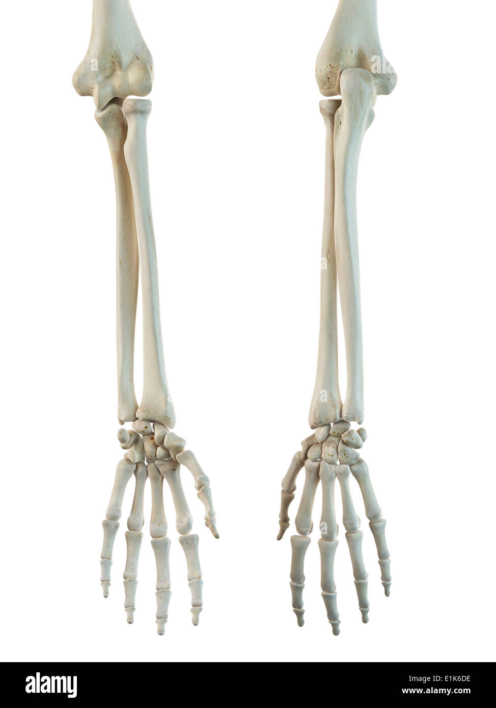 Human bones in the arms and hands computer artwork. Stock Photo