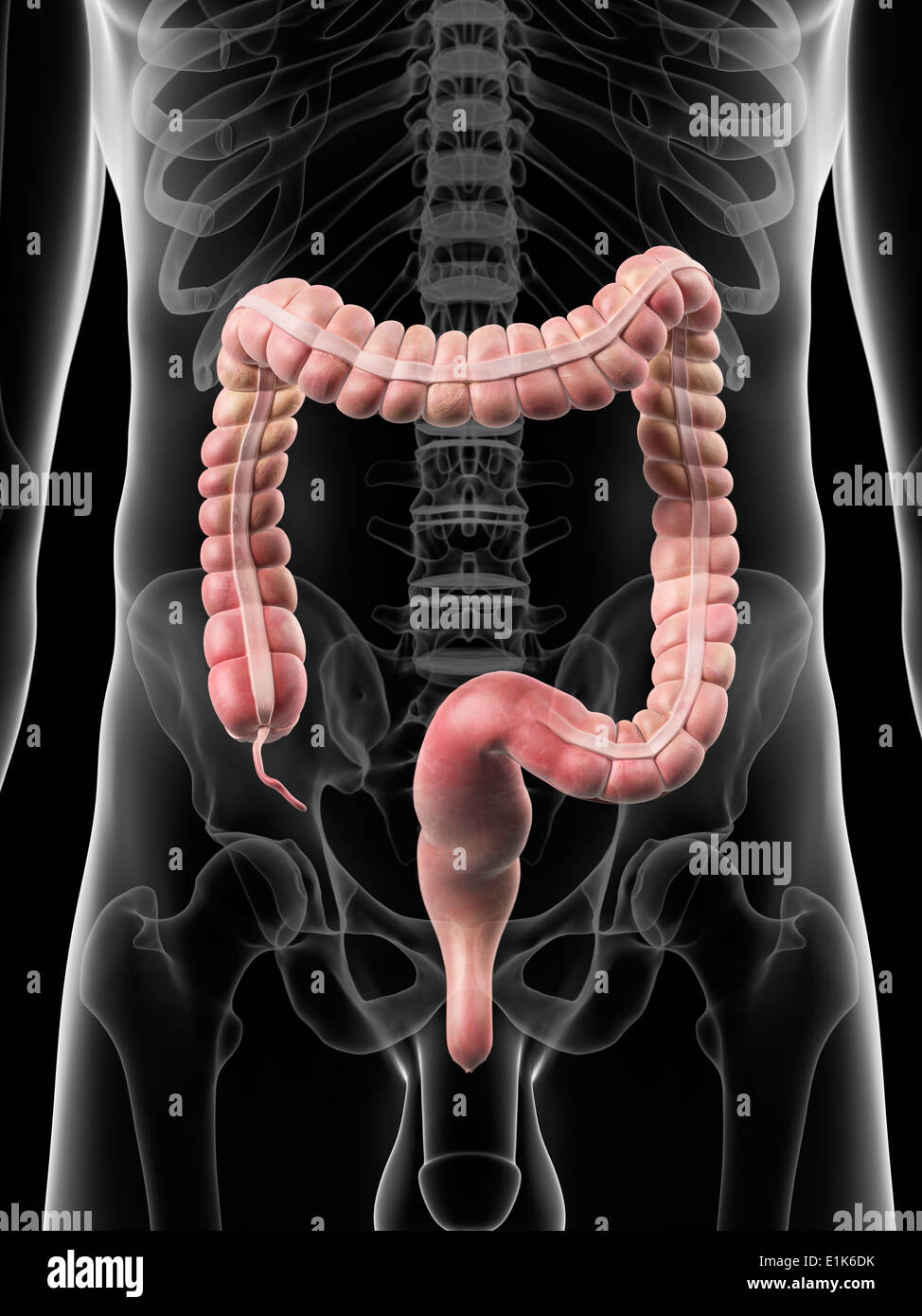 Human appendix and large intestine computer artwork Stock Photo - Alamy