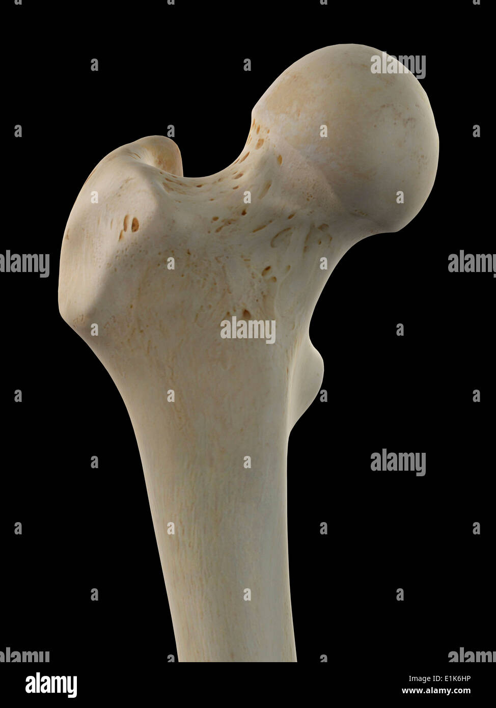 Human femur head computer artwork. Stock Photo