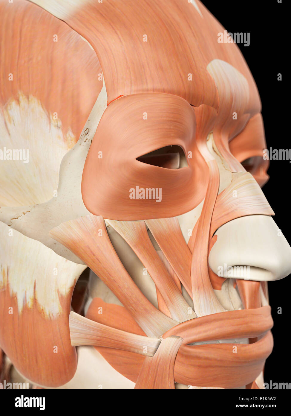 Extraocular Muscle High Resolution Stock Photography and Images - Alamy