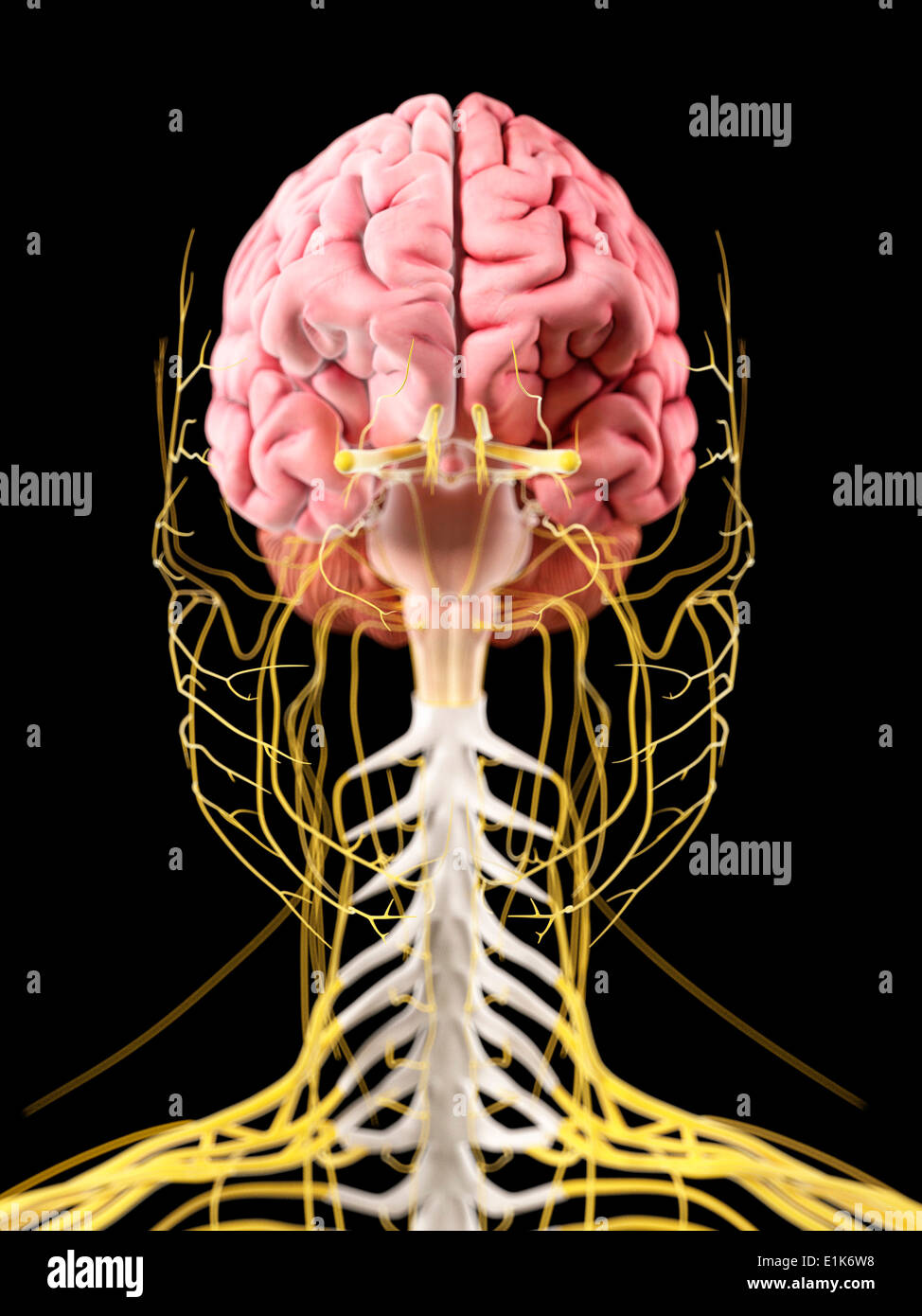 Human brain and nerves computer artwork Stock Photo - Alamy