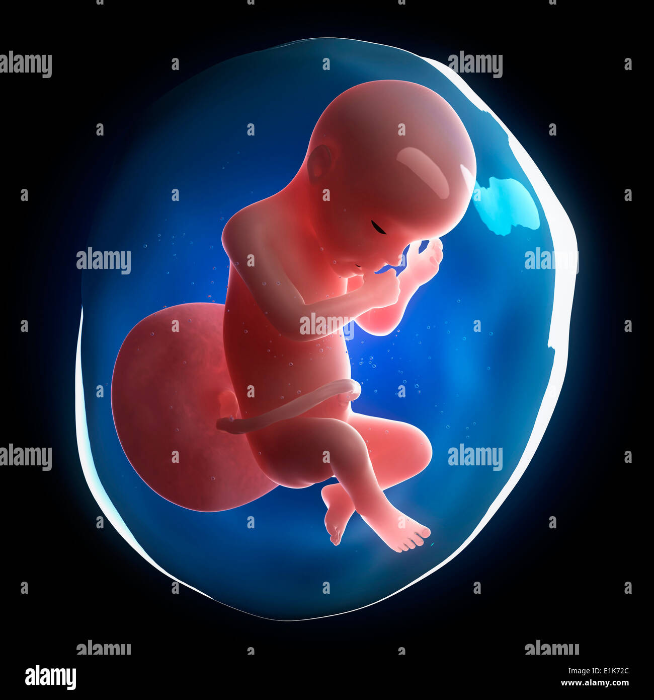 Fetal Growth Stock Photos & Fetal Growth Stock Images - Alamy