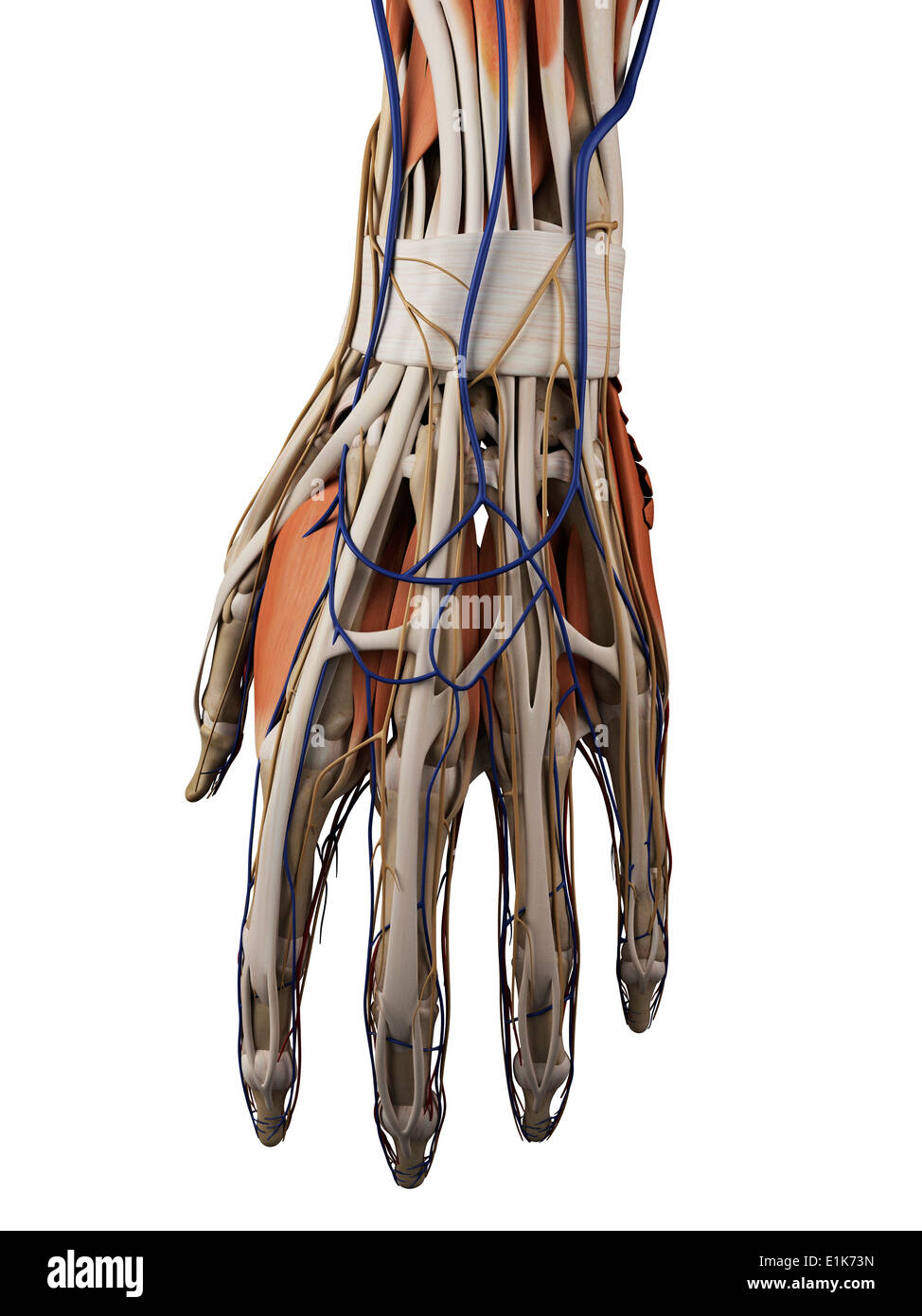 Human Muscles In The Hand Computer Artwork Stock Photo Alamy