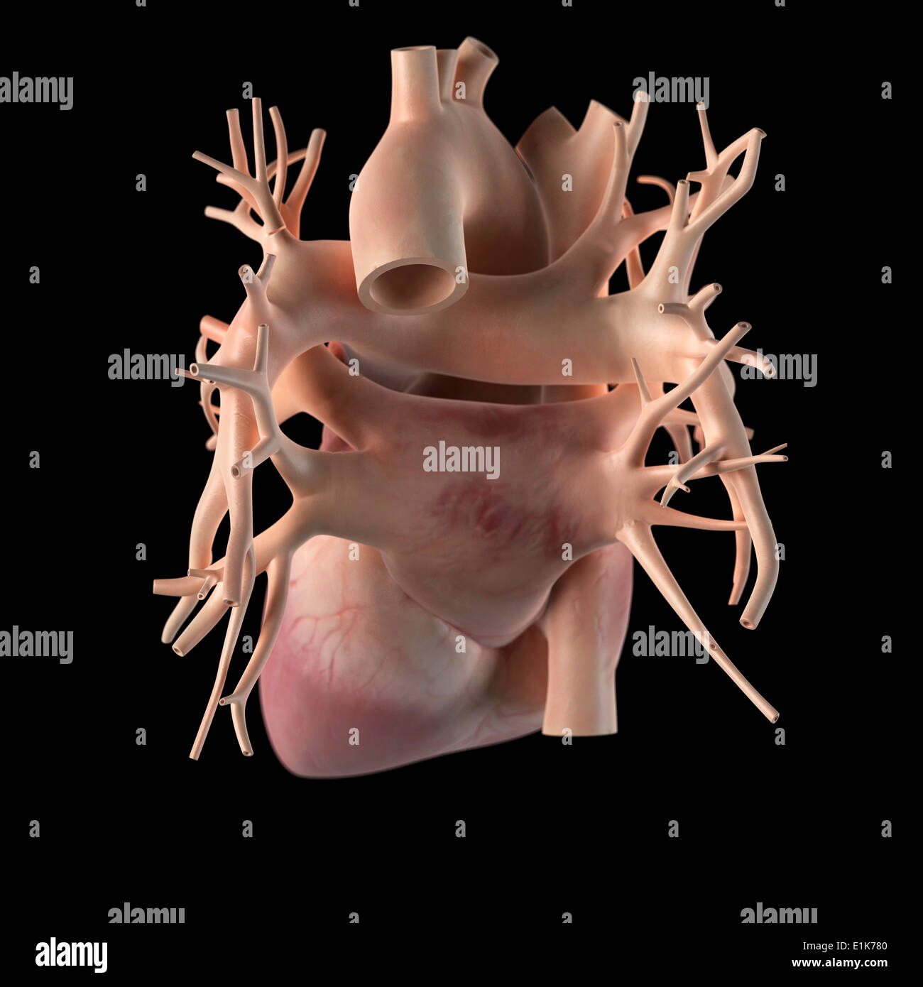Human heart computer artwork Stock Photo - Alamy