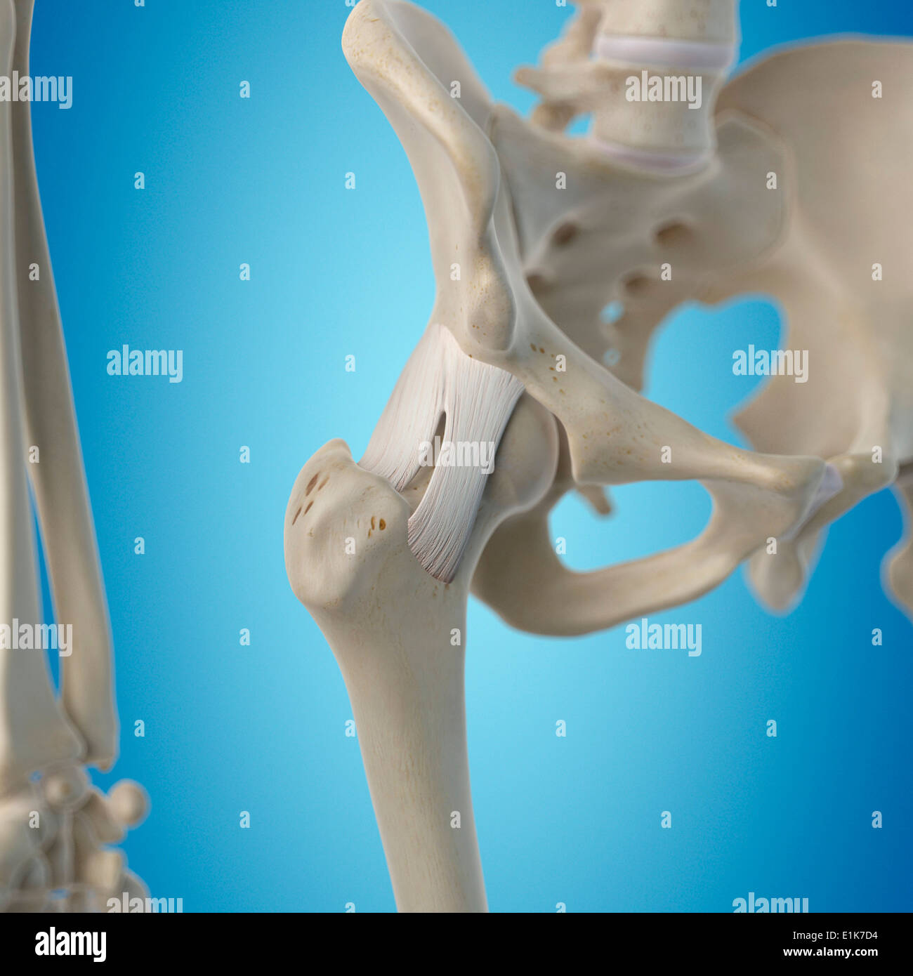 Human hip joint ligaments computer artwork. Stock Photo