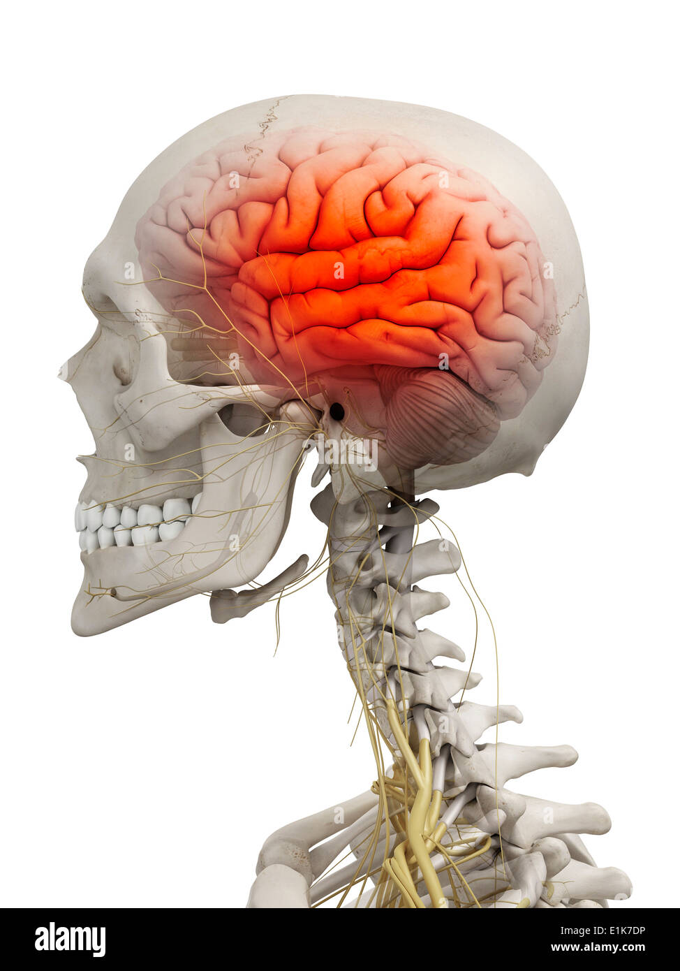 Brain skull hi-res stock photography and images - Alamy