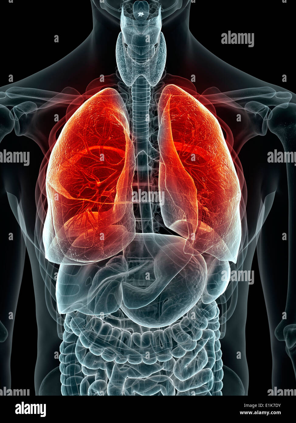 Human lungs computer artwork. Stock Photo