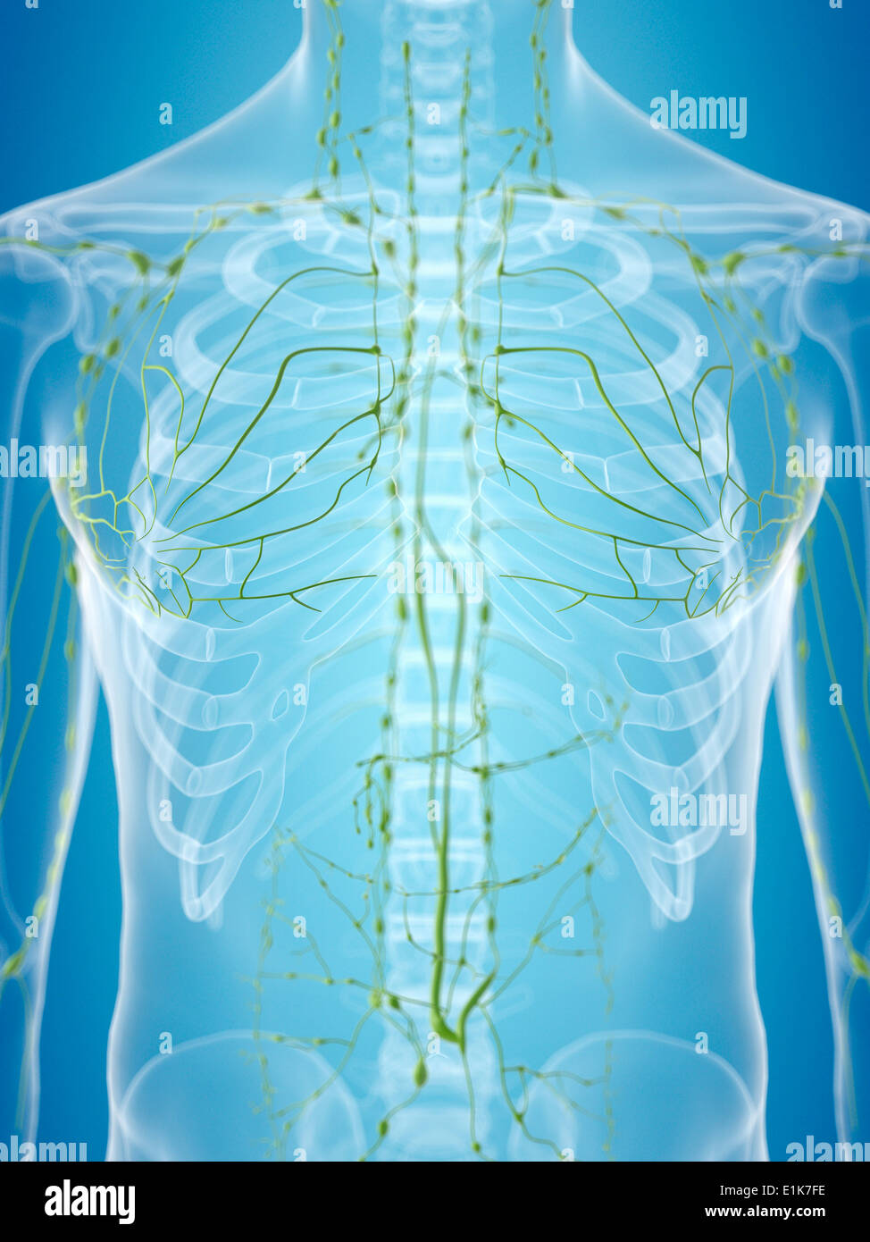 Human lymphatic system hi-res stock photography and images - Alamy