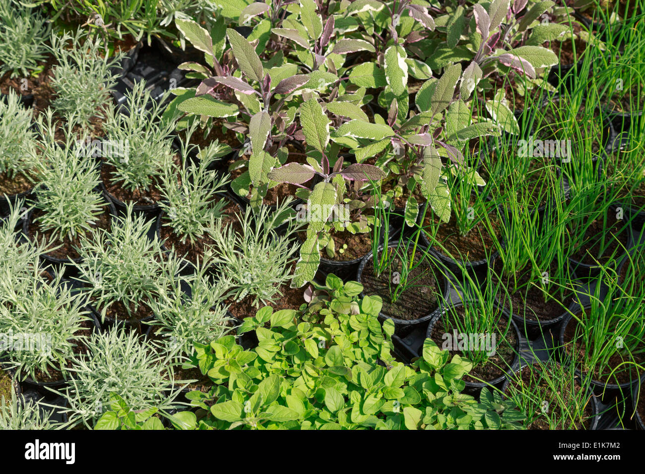 Fresh herbs at market stall Stock Photo Alamy