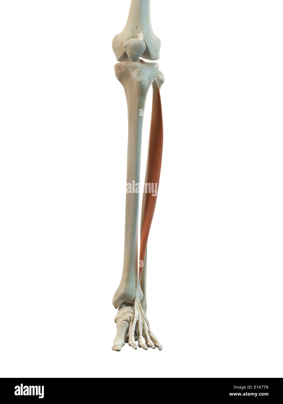 Human extensor digitorum longus muscle computer artwork Stock Photo