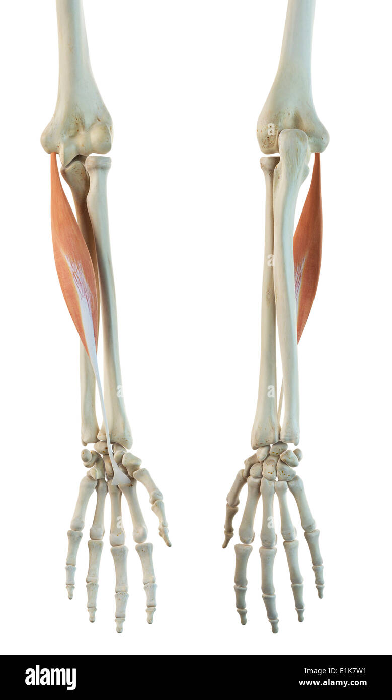 Human flexor carpi radialis muscle computer artwork. Stock Photo