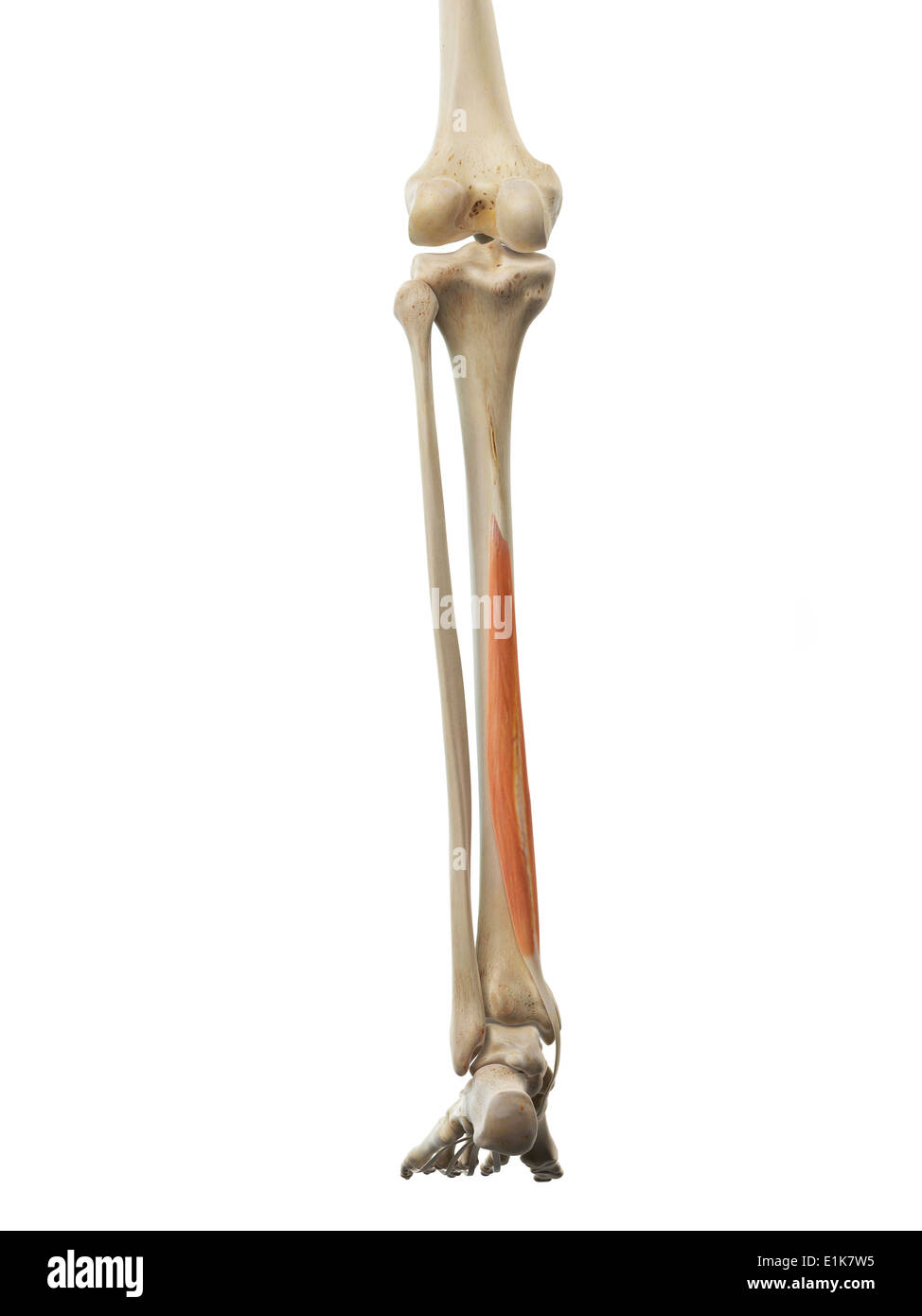 human flexor digitorum longus muscle computer artwork stock photo