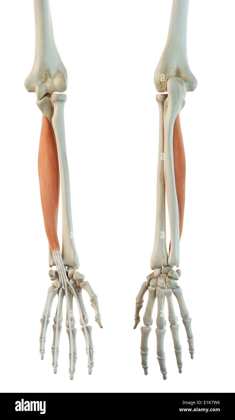 Human flexor digitorum profundus muscle computer artwork Stock Photo