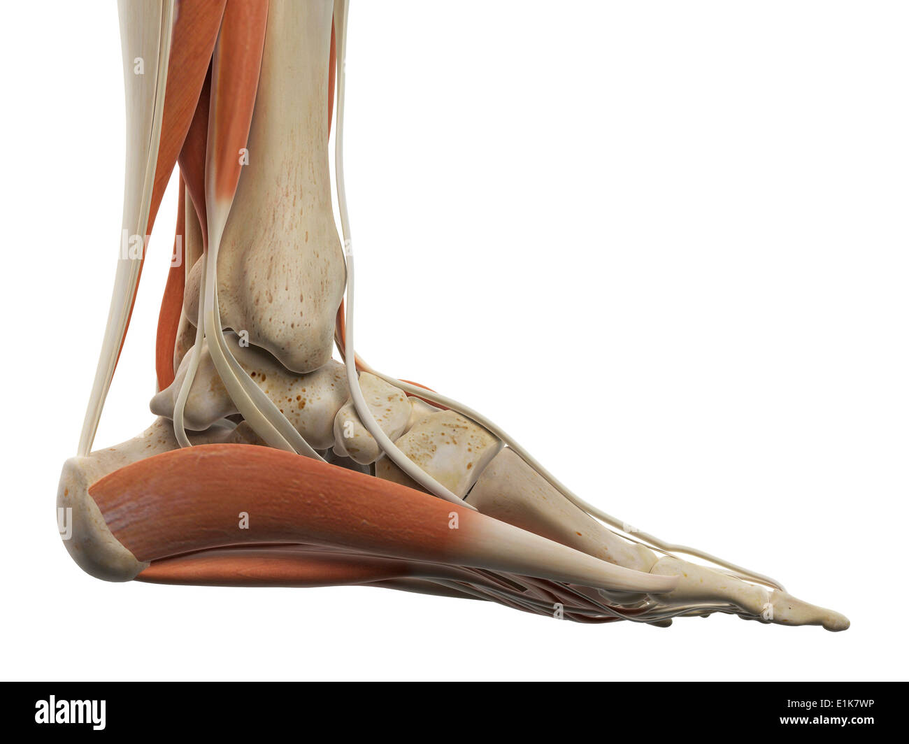 Human foot muscles computer artwork. Stock Photo