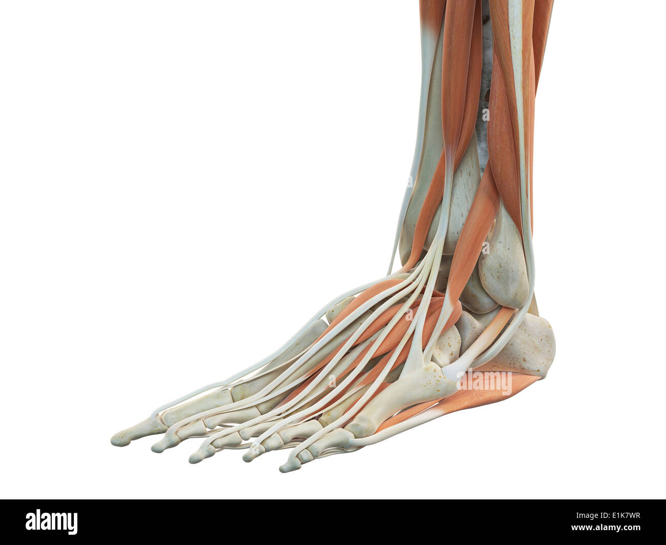 Human foot muscles computer artwork. Stock Photo