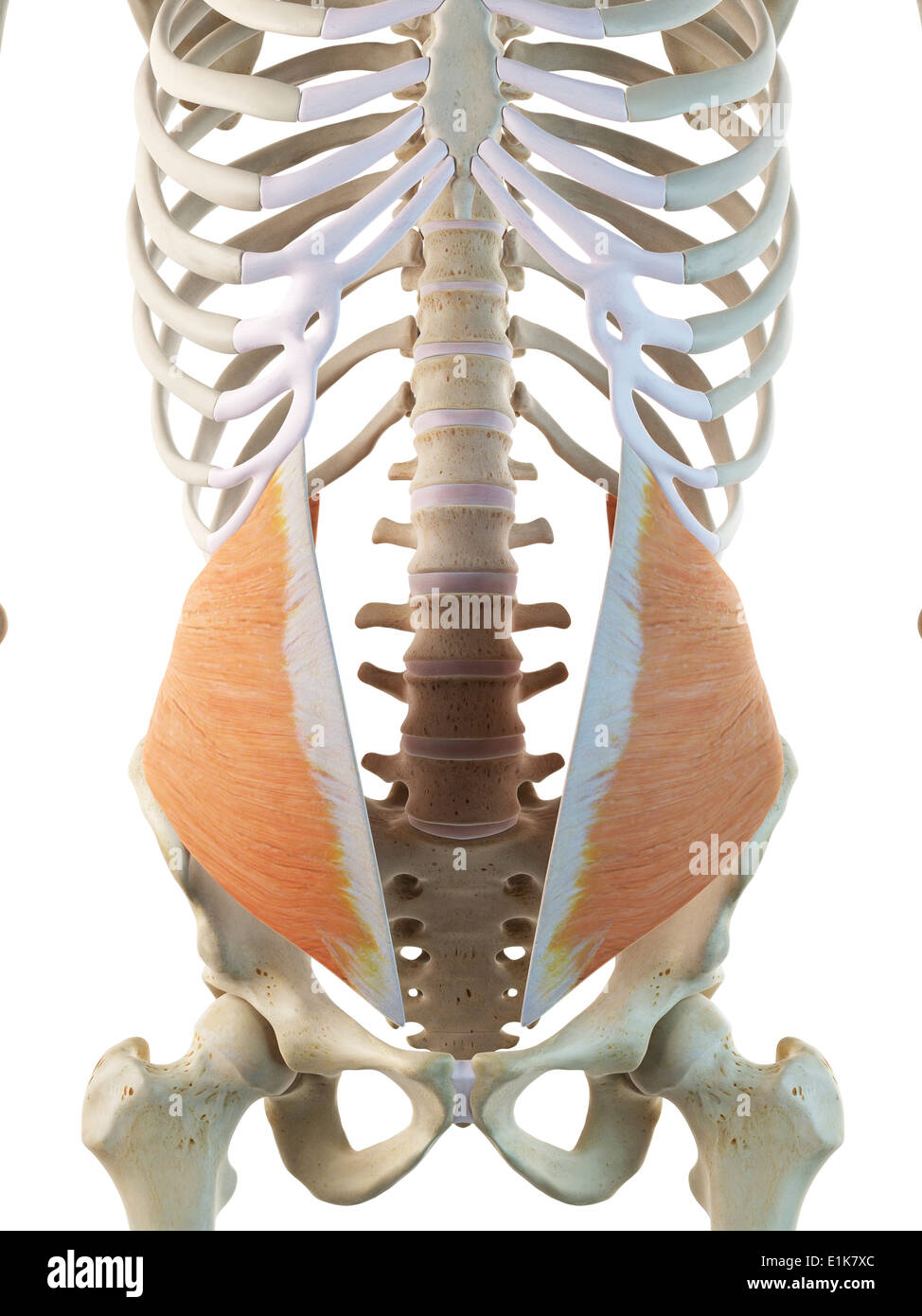 Human external oblique abdominal muscle computer artwork. Stock Photo