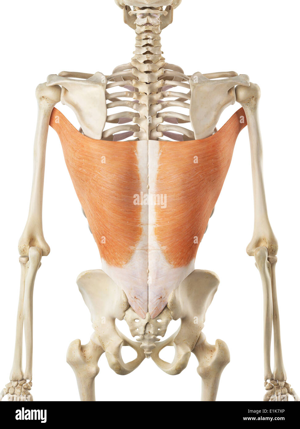 Latissimus dorsi muscles hi-res stock photography and images - Alamy