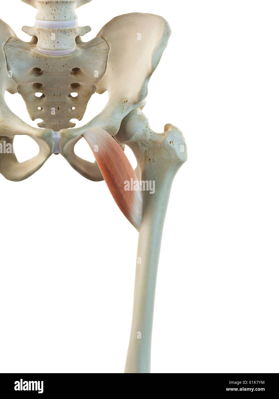 Pectineus hires stock photography and images Alamy