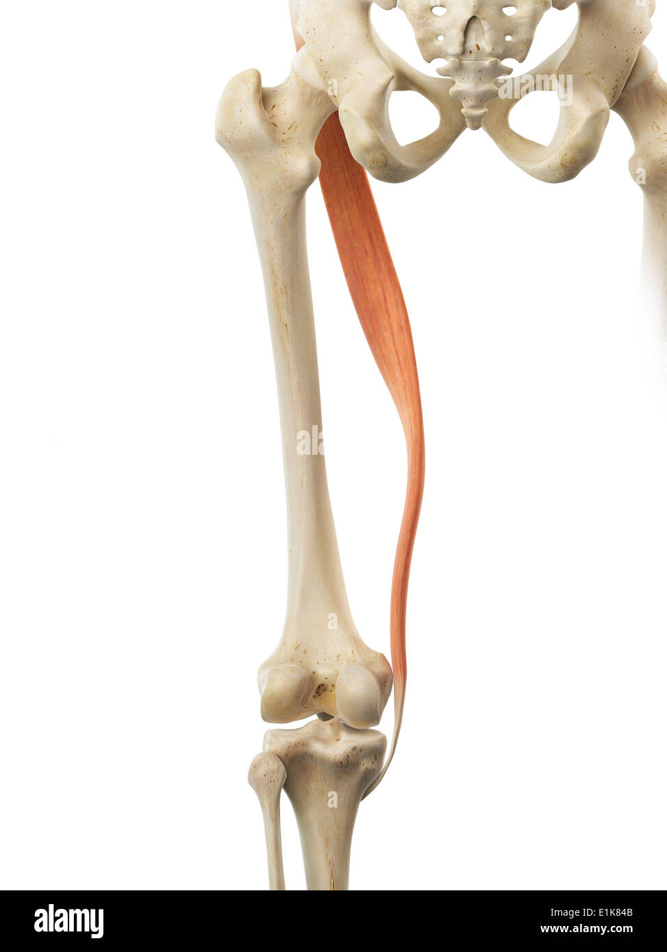 Sartorius Muscle High Resolution Stock Photography and Images Alamy