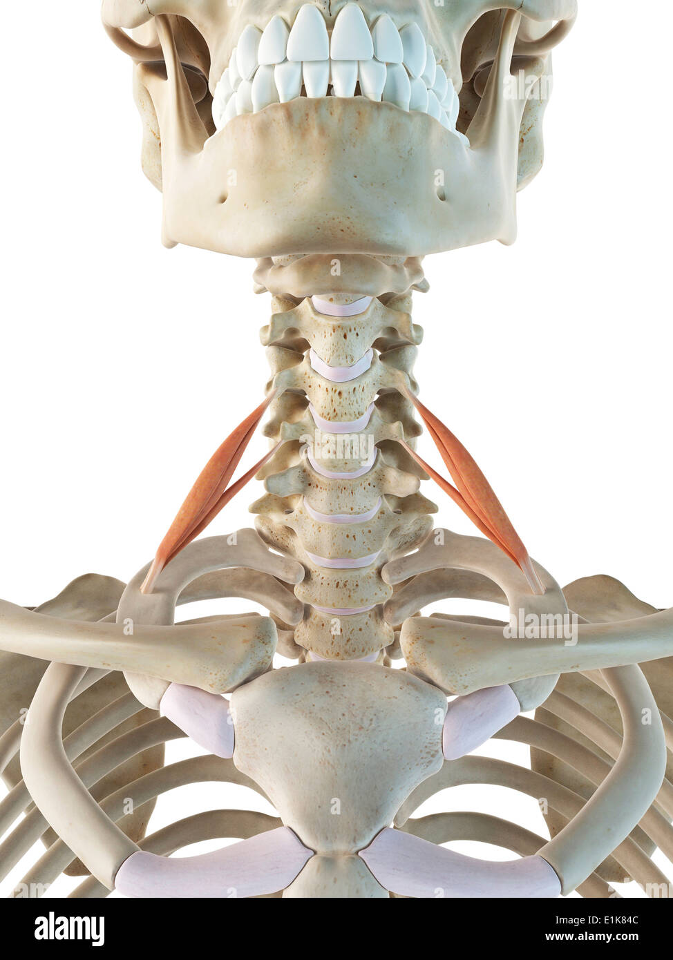 Human scalenus anterior muscles computer artwork. Stock Photo