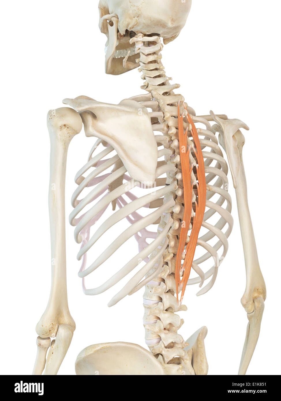 Human spinalis thoracis muscle computer artwork. Stock Photo