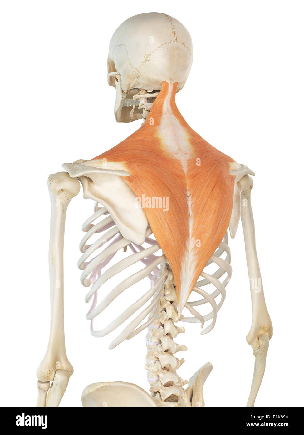 Human trapezius muscles computer artwork. Stock Photo