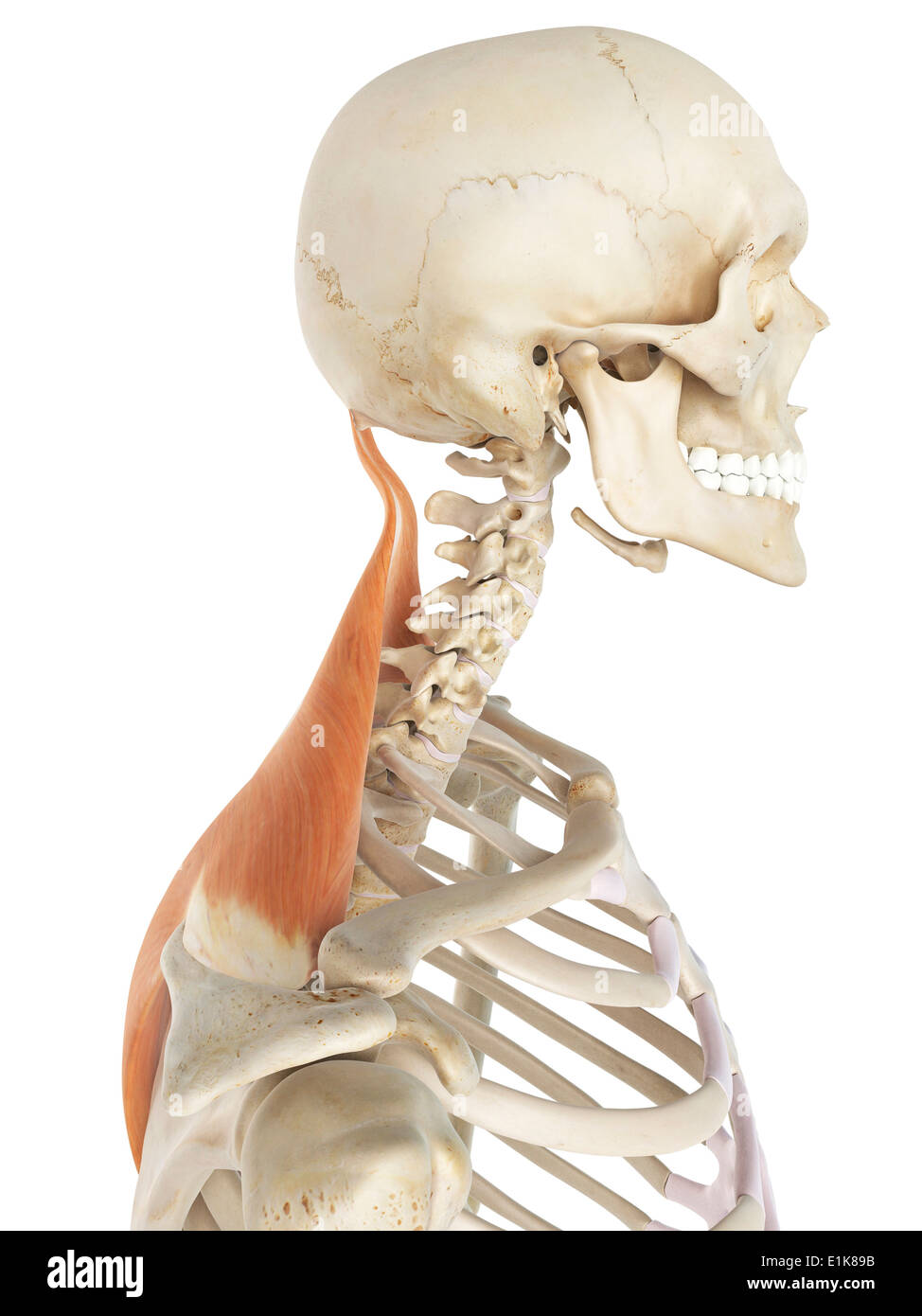 Human trapezius muscles computer artwork. Stock Photo