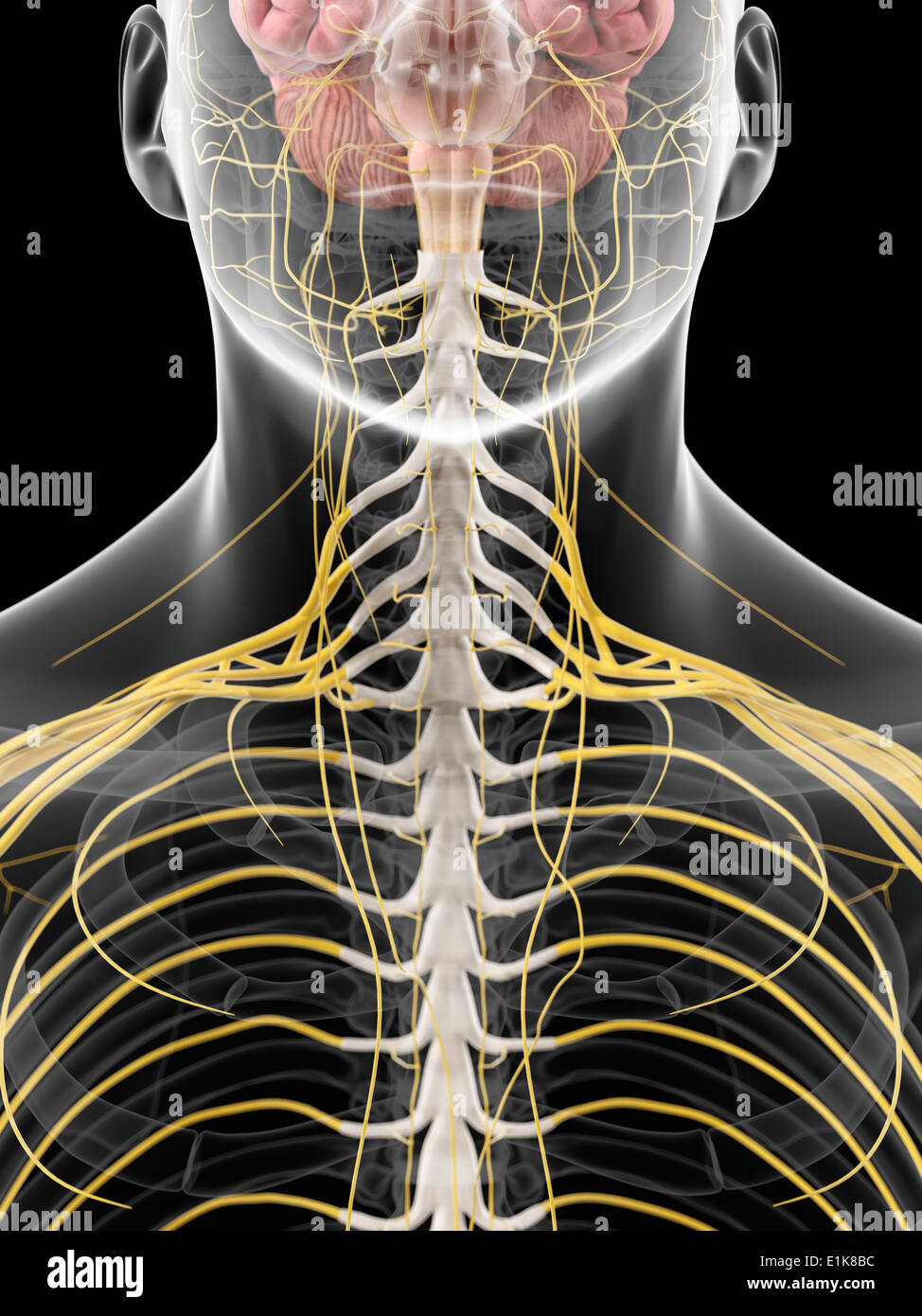 Human neck nerves computer artwork Stock Photo - Alamy