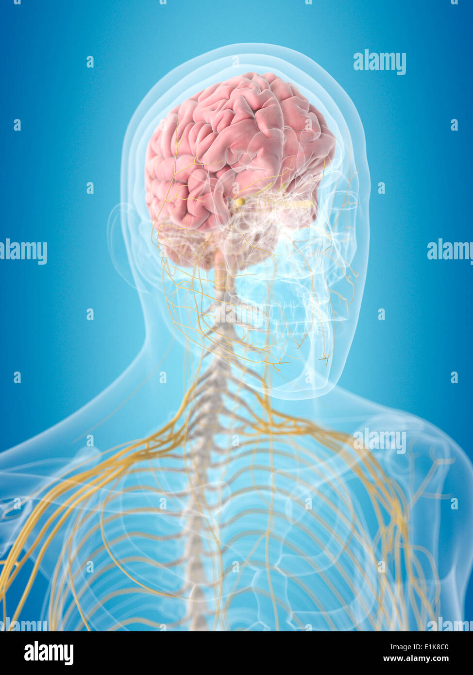 Human brain and nerves computer artwork Stock Photo - Alamy