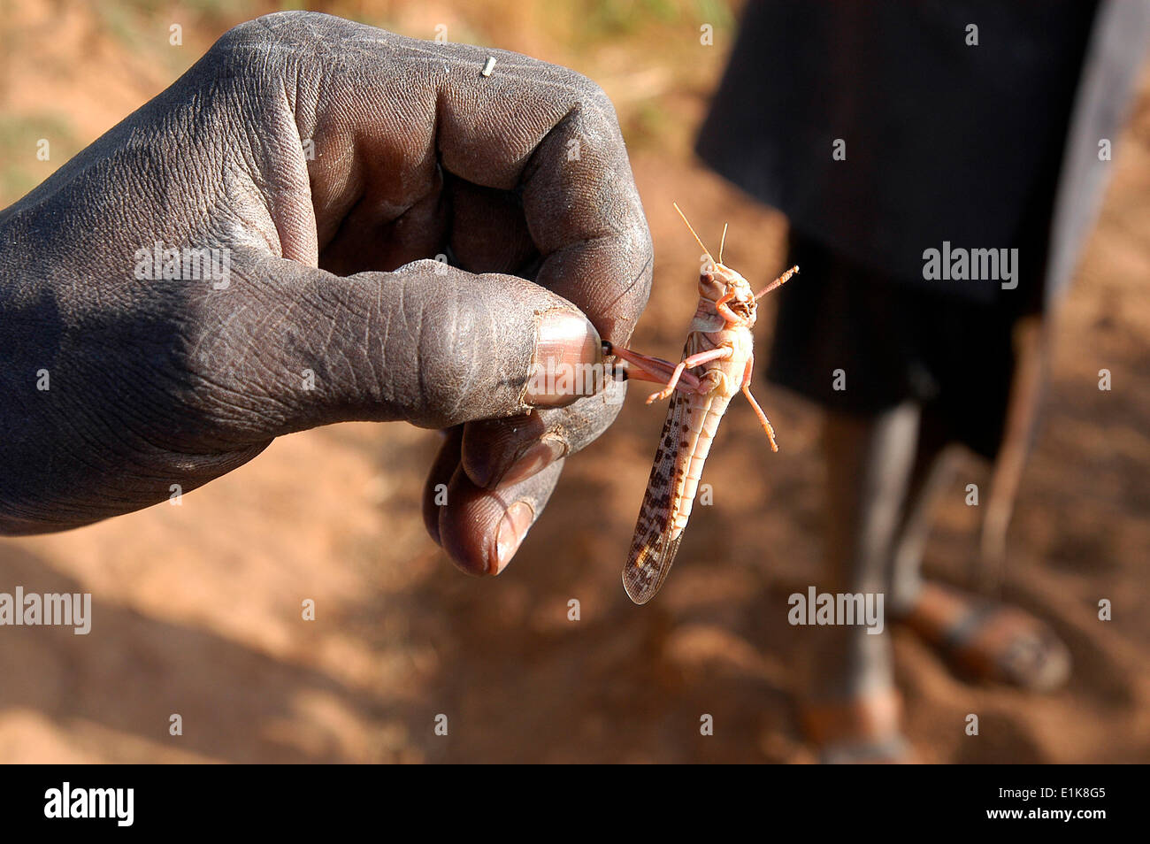 Crop destructing locust Stock Photo