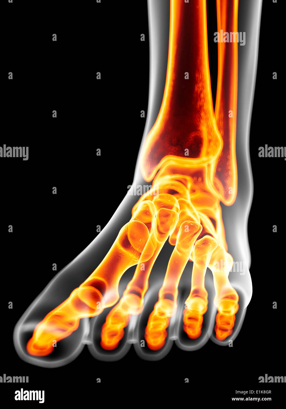 Foot bones hi-res stock photography and images - Alamy
