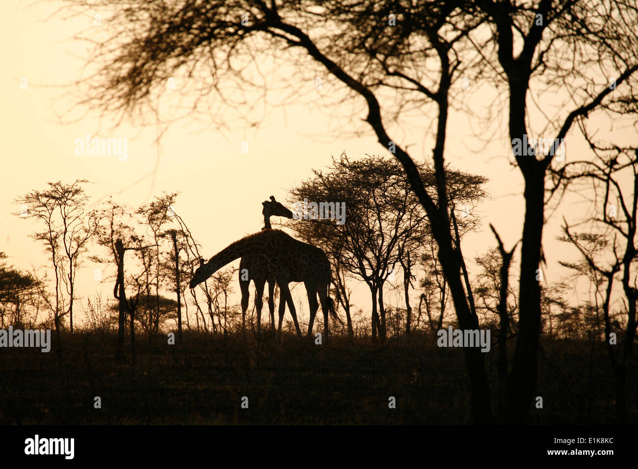 Girafe girafes hi-res stock photography and images - Alamy