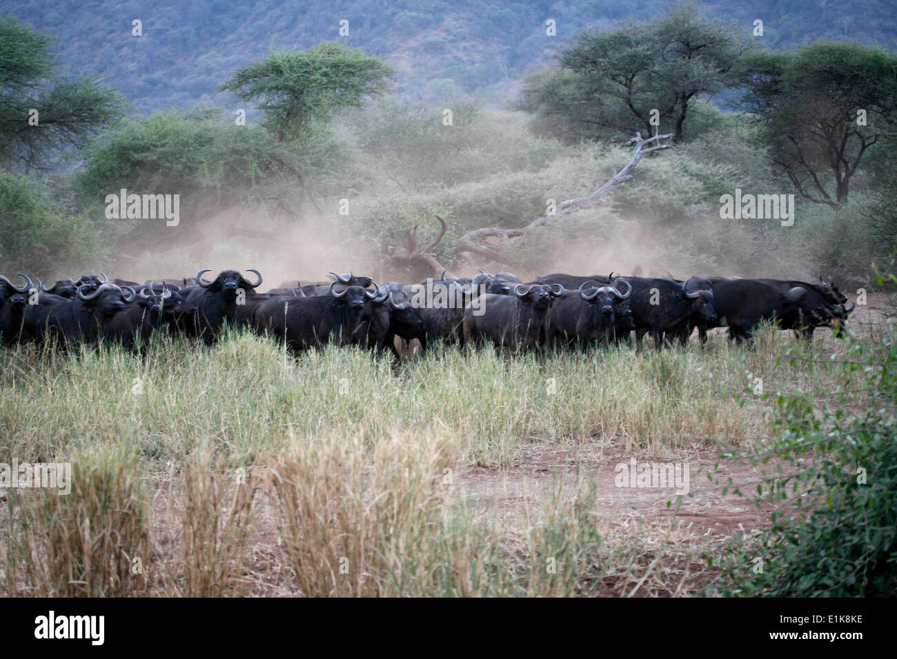 Herd of buffaloes Stock Photo