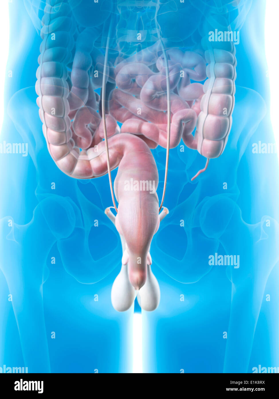Human rectum computer artwork. Stock Photo