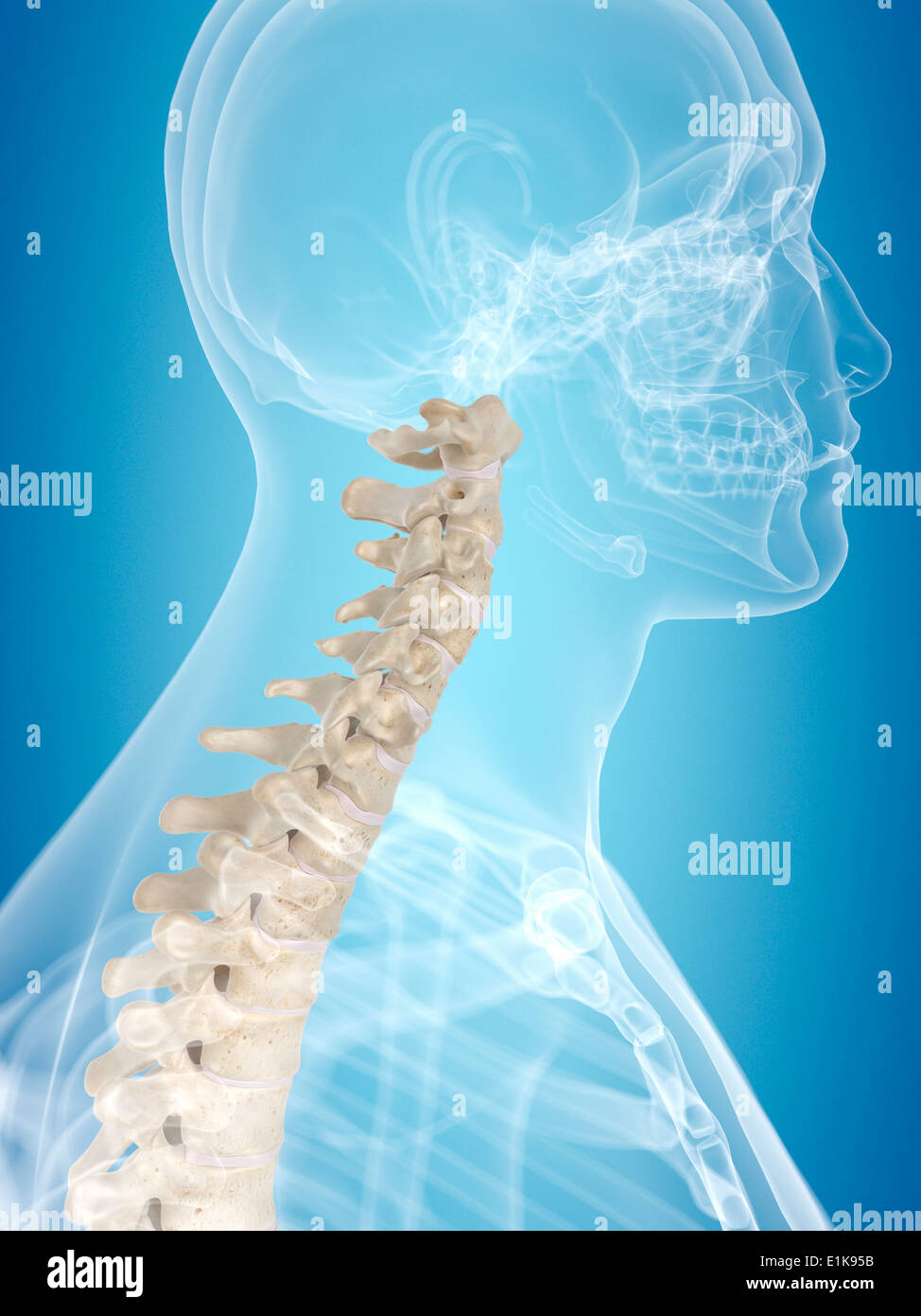 Cervical spine hi-res stock photography and images - Alamy