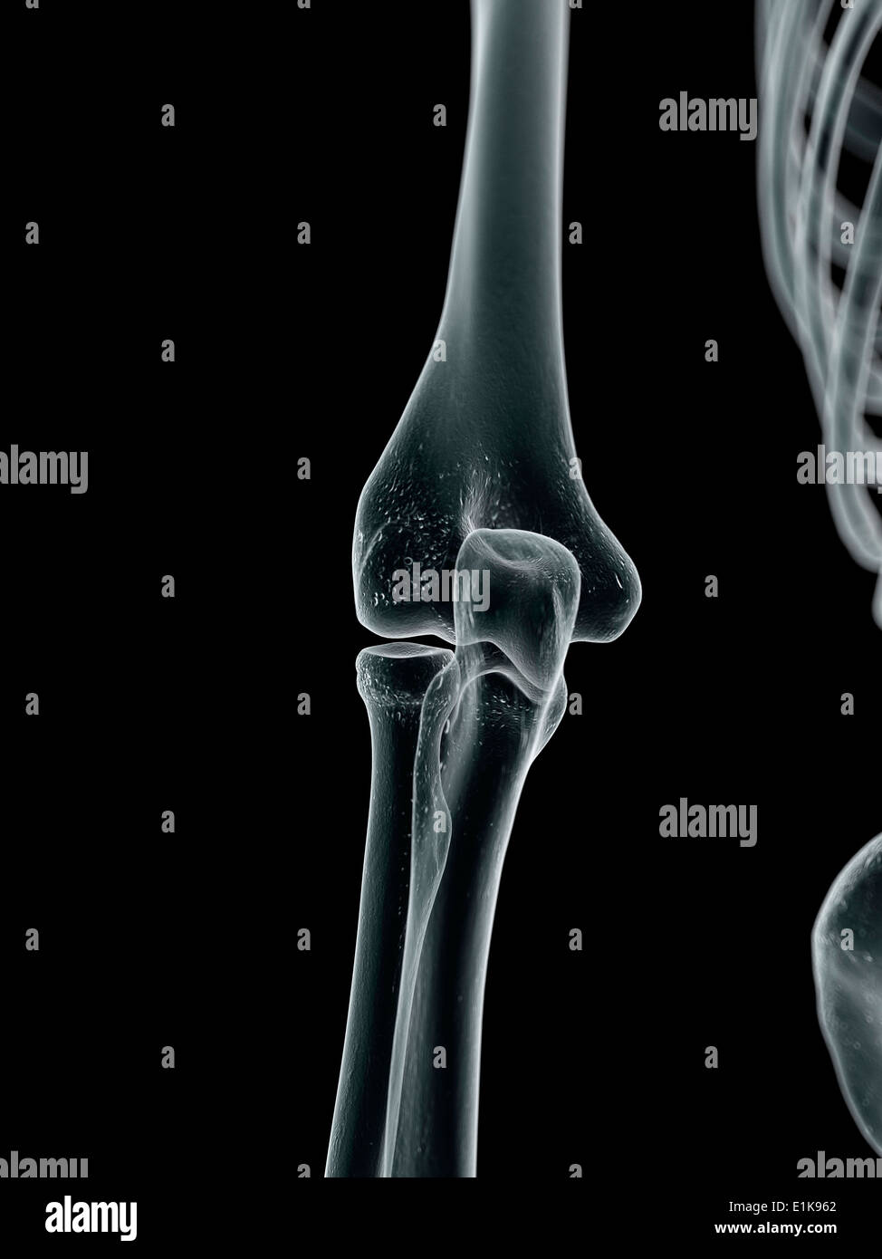 Human elbow joint computer artwork Stock Photo Alamy