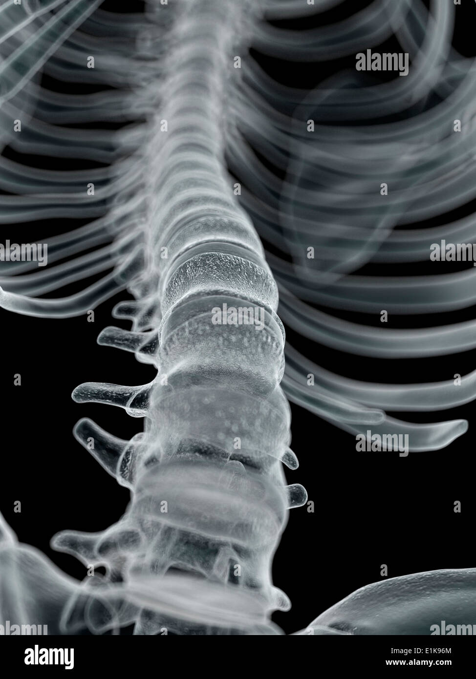 Human spine computer artwork Stock Photo Alamy
