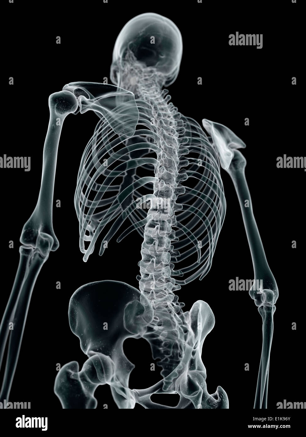 Human spine computer artwork Stock Photo Alamy