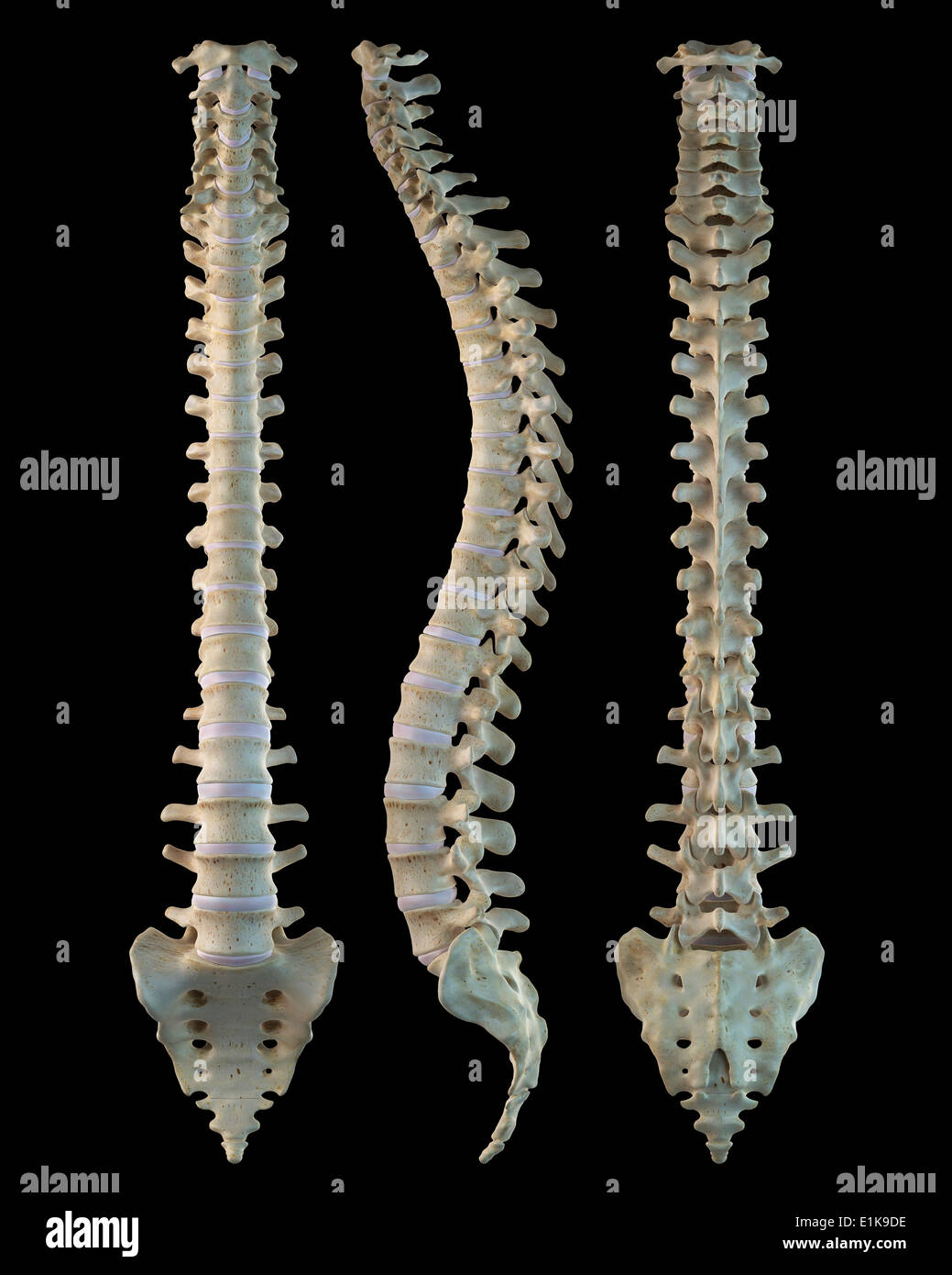 Bones of the human spine computer artwork Stock Photo Alamy