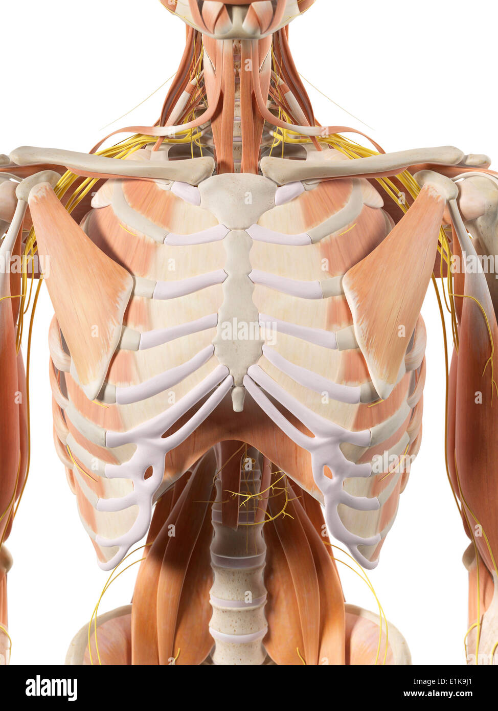 Human thoracic muscles and nerves computer artwork. Stock Photo