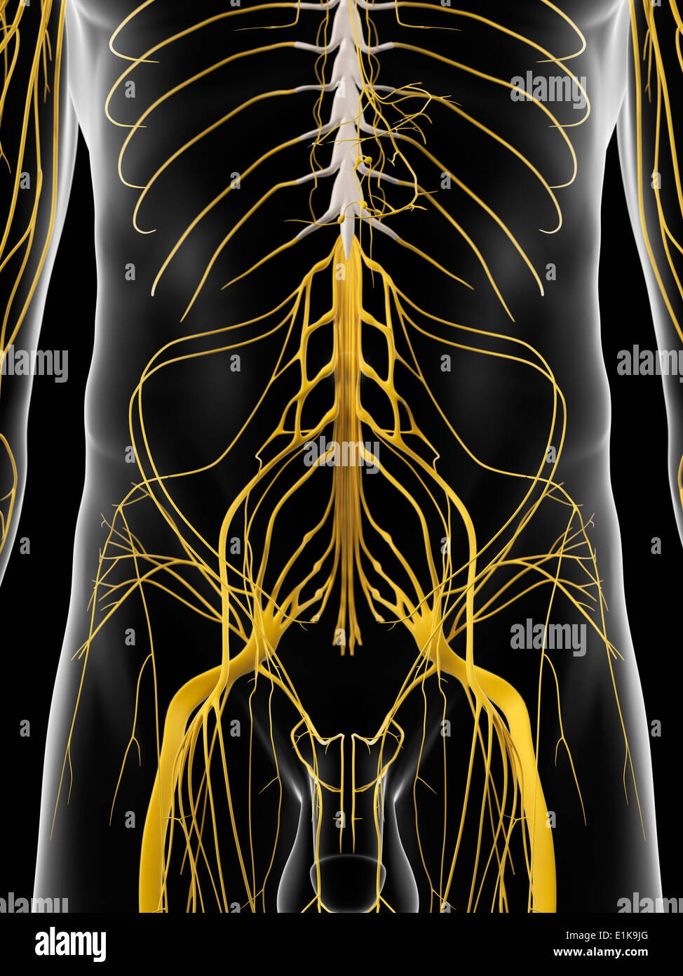 Human abdominal nerves computer artwork Stock Photo Alamy