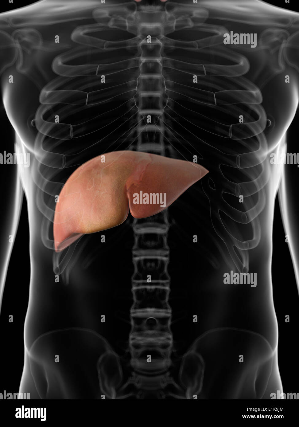 Human liver computer artwork Stock Photo - Alamy