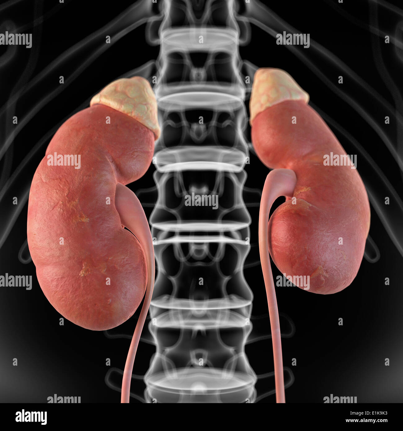 Kidney Desktop Human kidneys computer artwork Stock Photo - Alamy